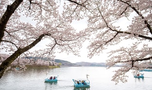 4월, 경주에 흩날리는 벚꽃잎