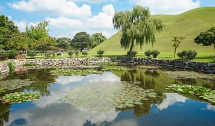 8월, 잔잔한 호수의 연꽃