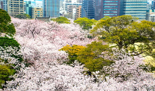 3월, 후쿠오카 연분홍빛으로 물들다
