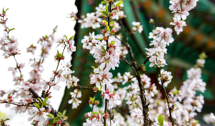 4월, 봄의 정령을 만나러 떠나자