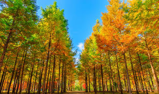 10월, 단풍색 남이섬