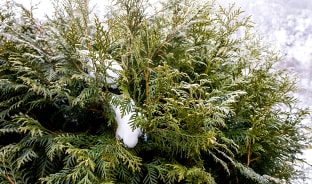 12월, 풀잎자리를 채운 눈송이들