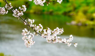 4월, 나주의 벚꽃은 한수제에서