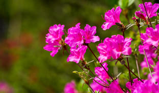 5월, 분홍빛 피어나는 봄