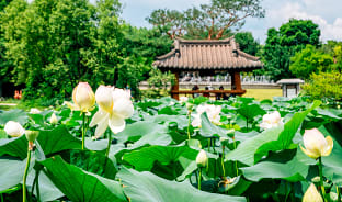 8월, 꽃 피는 여름이오