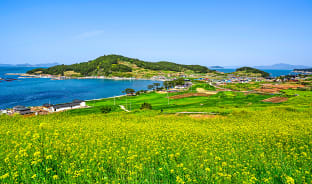 4월, 유채꽃이 피어나는 소리