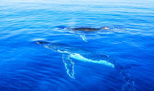 7월, 혹등고래에 혹하다