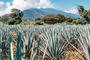 멕시코 아가베 선인장