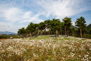 자라섬 구절초 동산