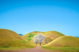 대릉원 목련나무