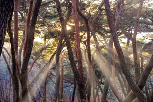 삼릉 소나무 숲