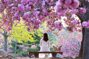 경주 불국사 겹벚꽃