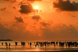 타이중 고미습지