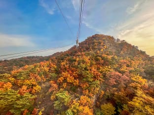 남산 단풍