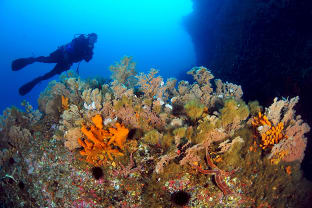 울릉도 스노클링
