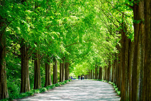 담양 메타세쿼이아