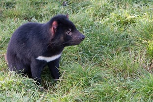 태즈매니아 데빌