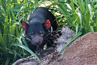 태즈매니아 데빌