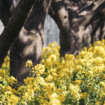 꽃이 나를 부른다,
3월 추천 여행지