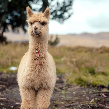 지구별, 우리와 함께 사는
귀여운 동물 친구들