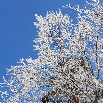 온통 새하얀 겨울왕국
눈꽃 산행 TOP 3
