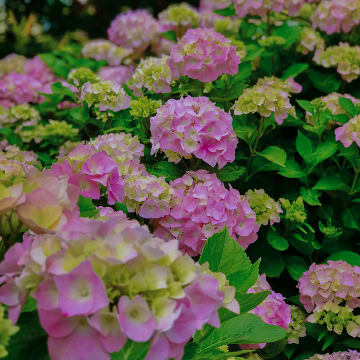 6월에 가장 아름다운 
다섯 가지 꽃 여행지