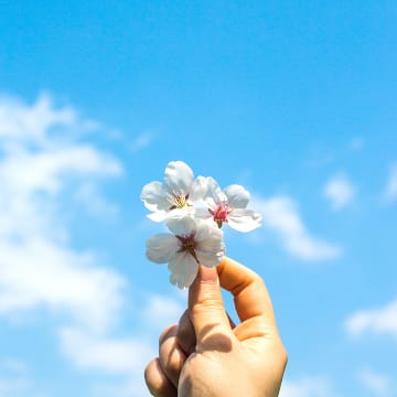 2023 벚꽃 개화시기
벚꽃 축제 정보 총정리