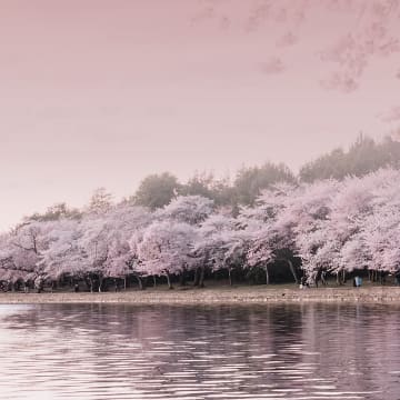 국내선 벚꽃여행
특가