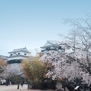 마쓰야마 특가