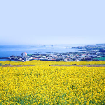 지방출발 제주 노선 특가 