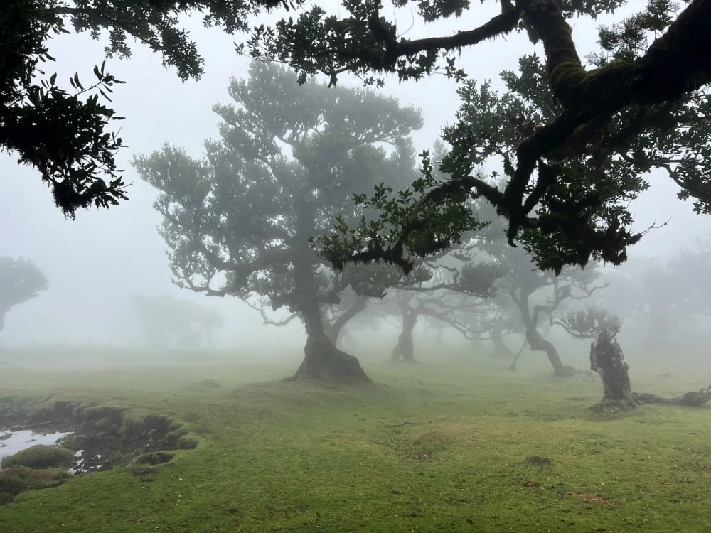 Fanal Forest PR13 Hike on Madeira Island, Portugal