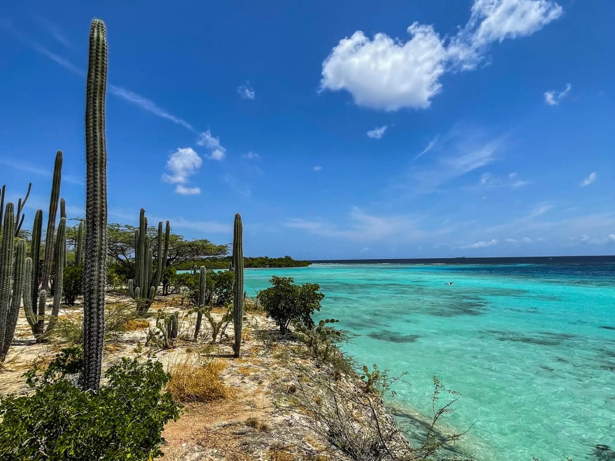 Mangel Halto beach coastline with cacti and blue waters in Aruba