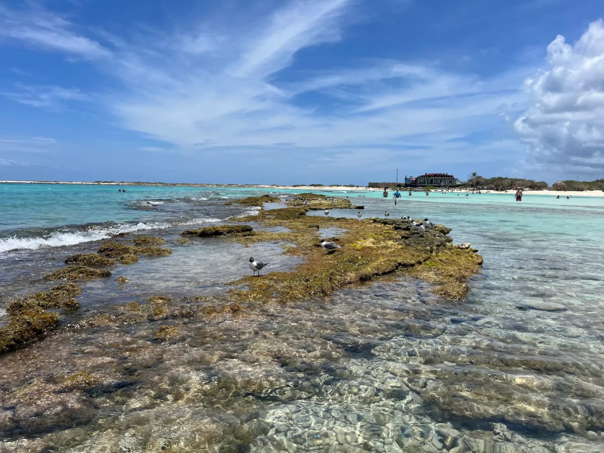 Corals in the shallows of Baby Beach in Aruba