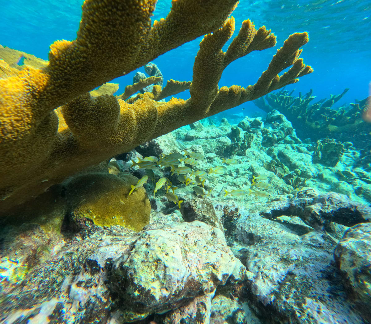 Underwater coral reefs at Mangel Halto Beach in Aruba