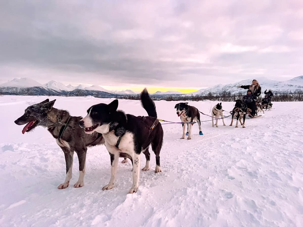 Husky sledding in Tromsø Norway in the wintertime