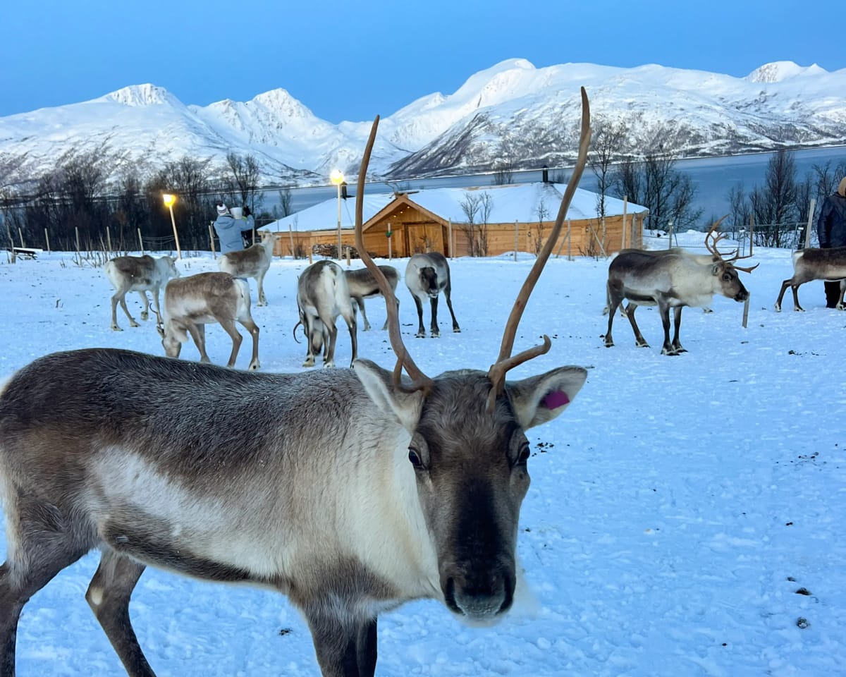 Reindeer in Tromsø, Norway in the winter