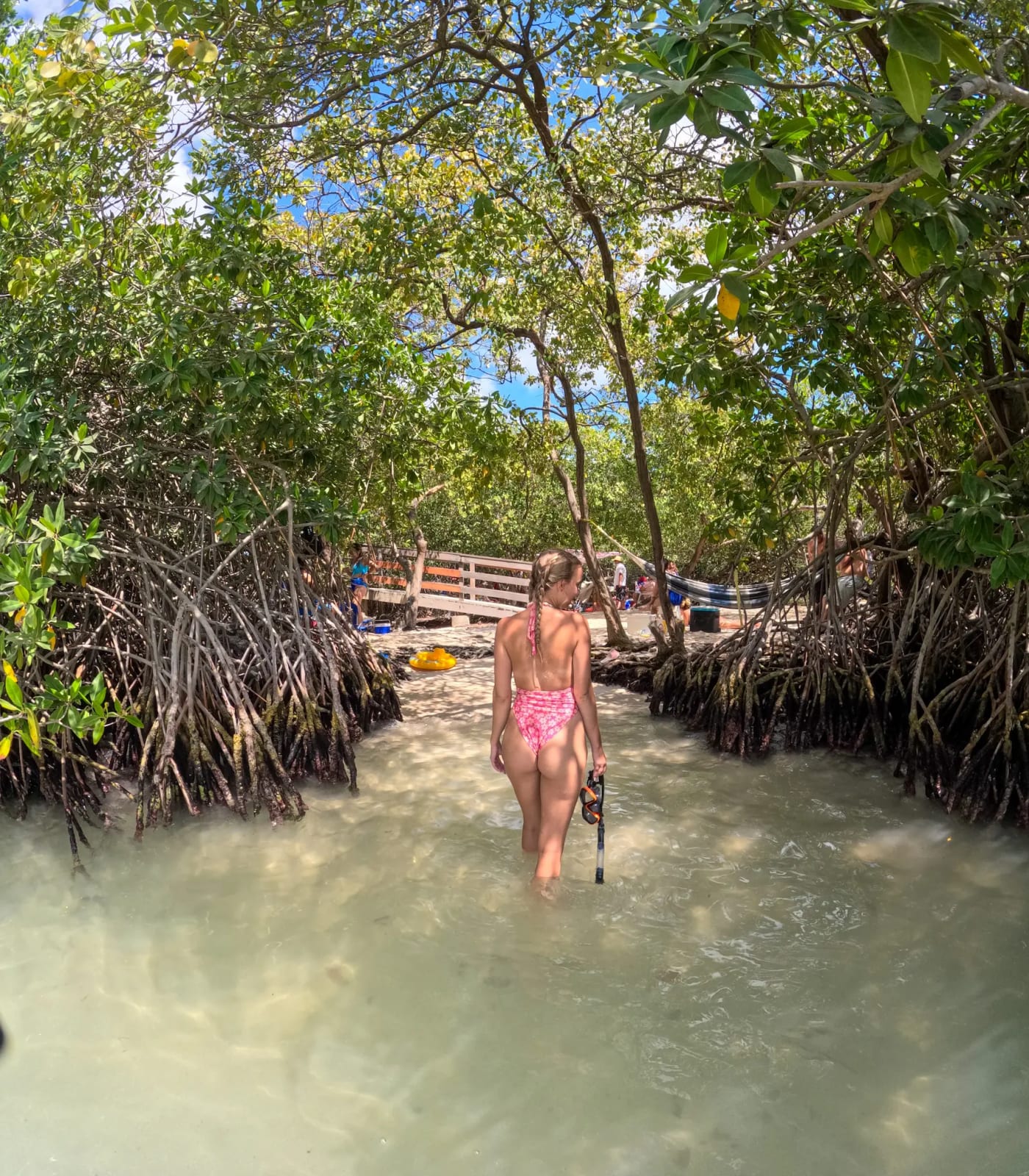 Mangroves at Mangel Halto beach in Aruba