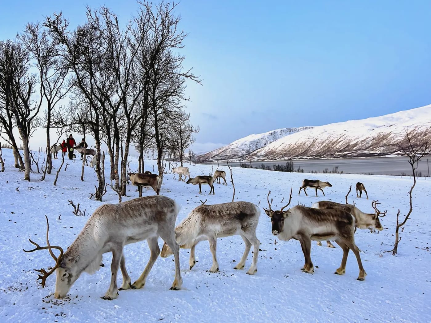 Reindeer in Tromsø, Norway at a Sami camp in the winter