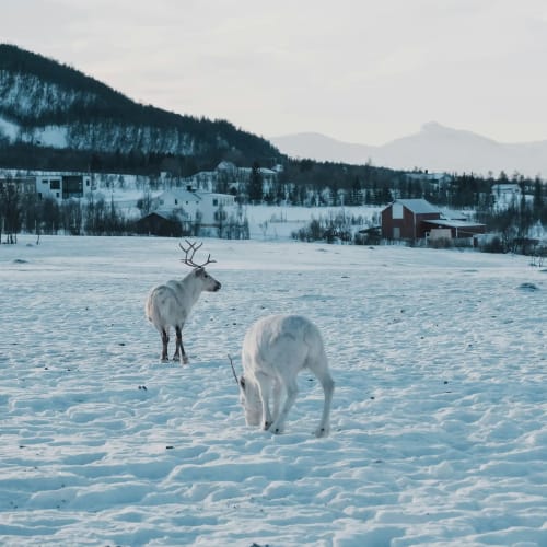 Reindeer in Tromsø, Norway
