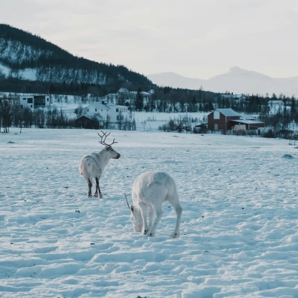 Reindeer in Tromsø, Norway