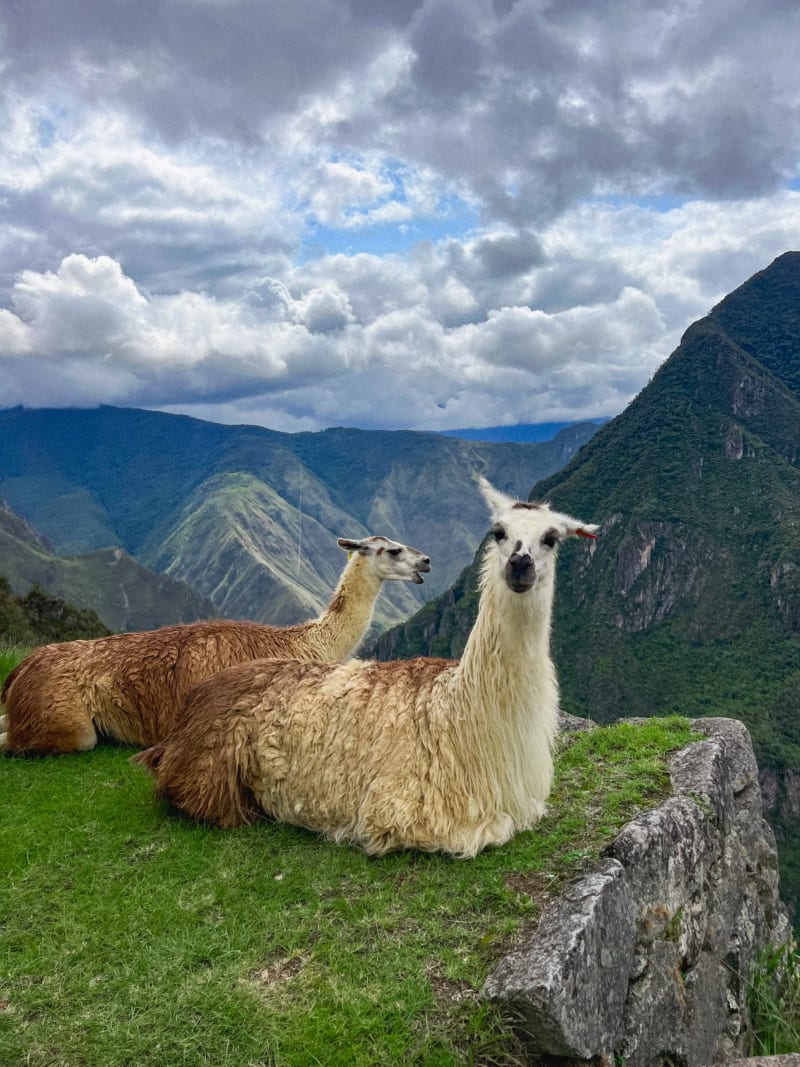 Llamas and alpacas at Machu Picchu