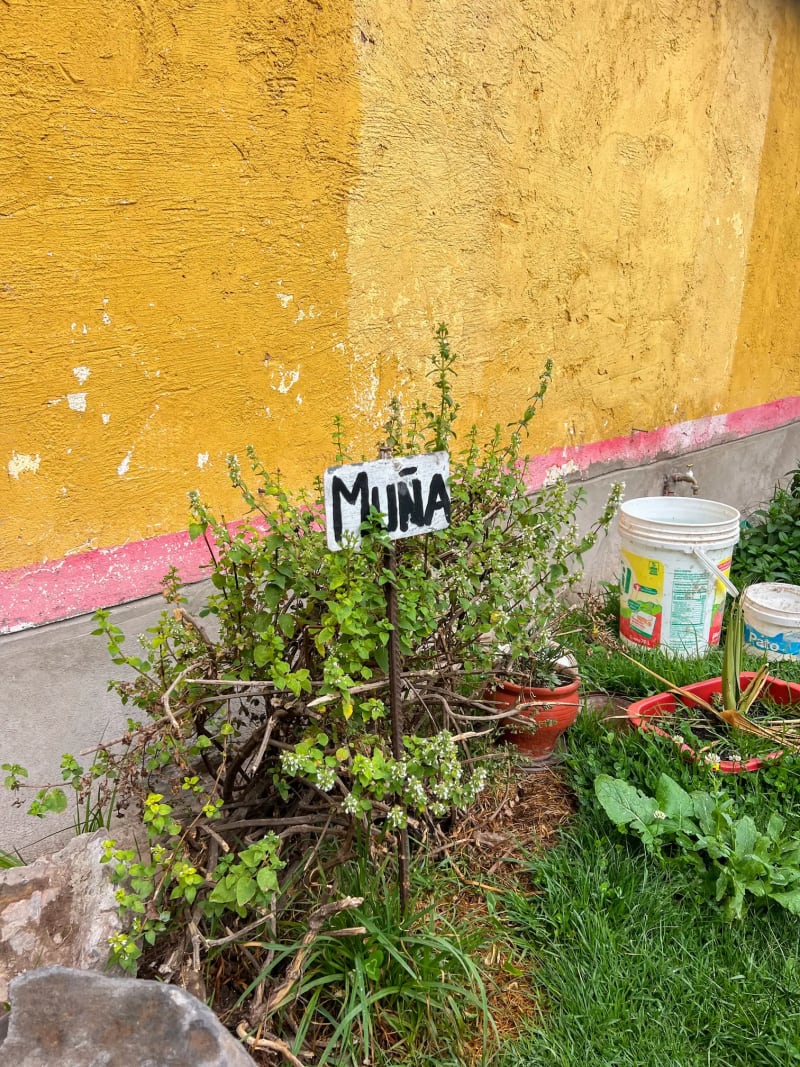Muña tea plant