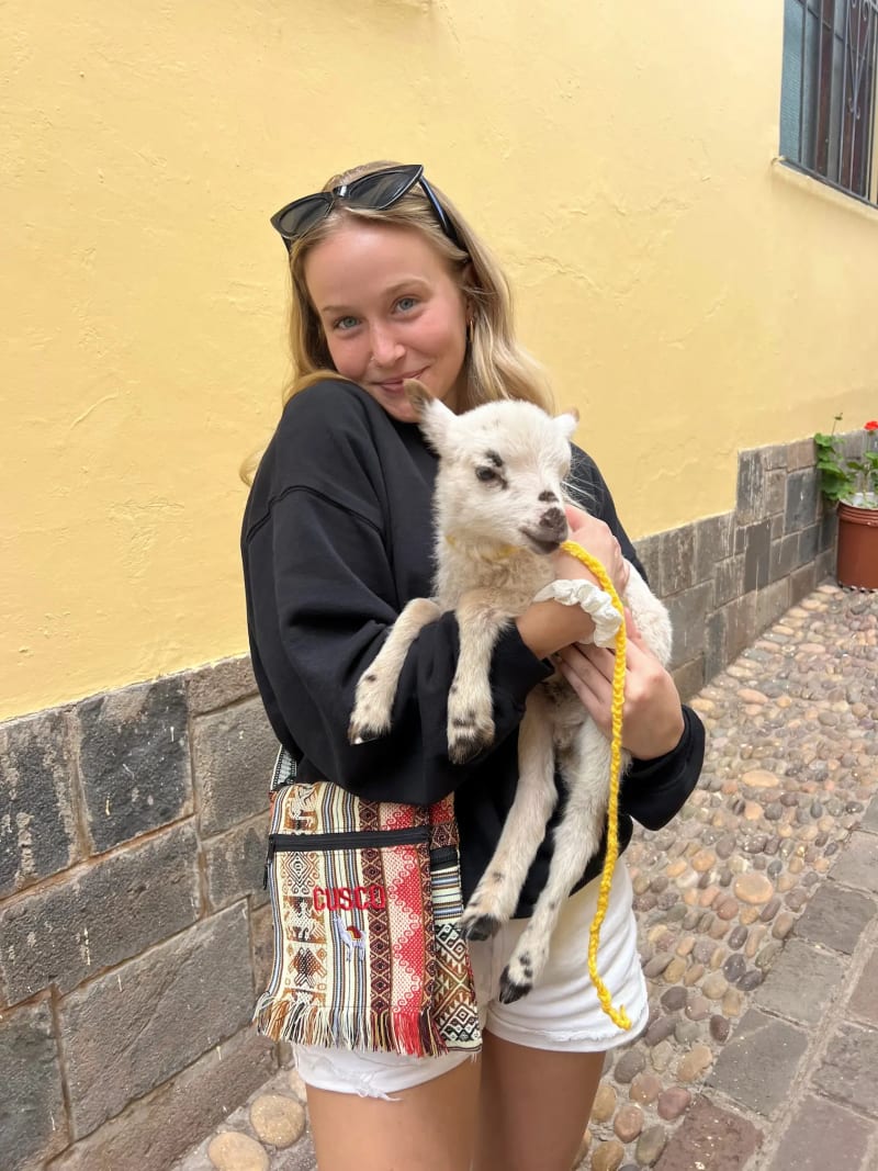 Girl holding baby alpaca and baby llama in Cusco, Peru