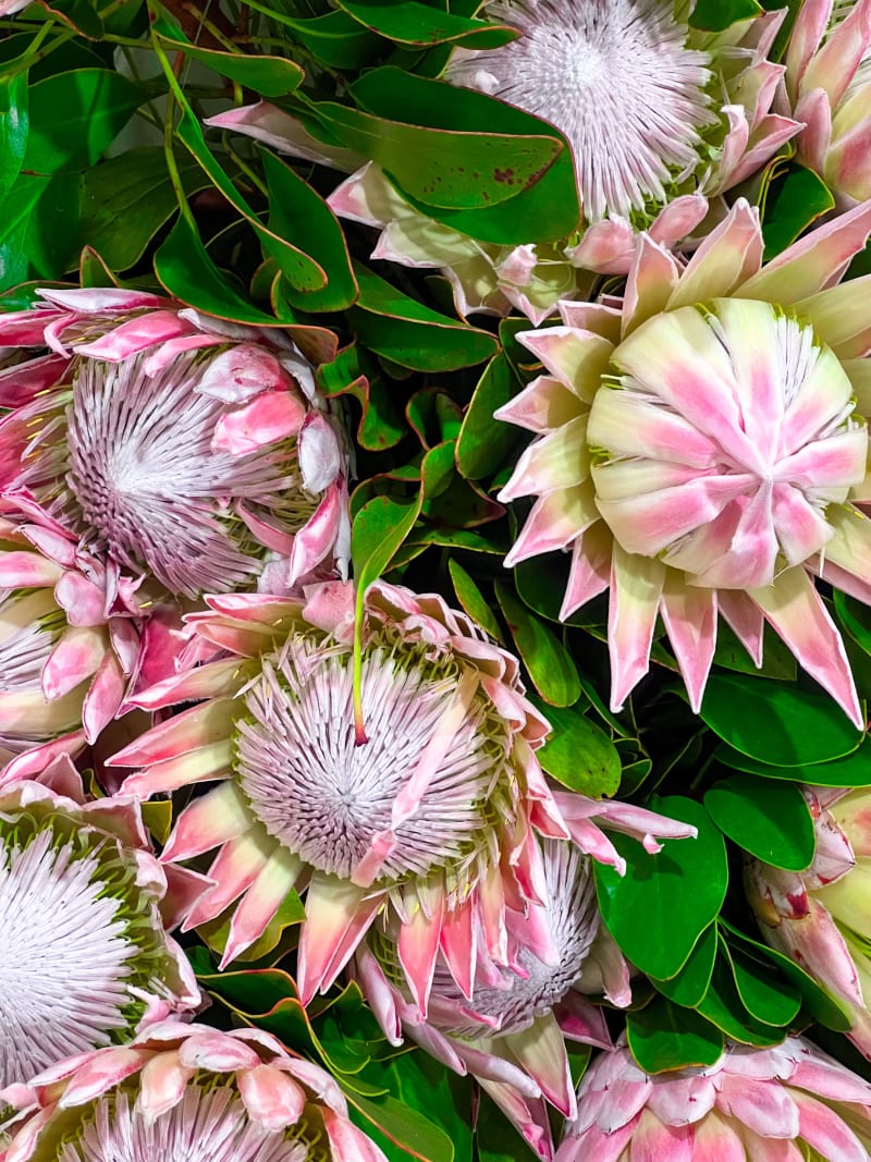Pink and white exotic flowers on display in Funchal on Madeira Island