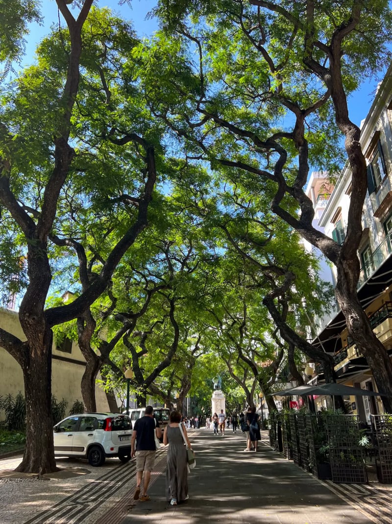 A shaded tree-lined street in Funchal on Madeira Island
