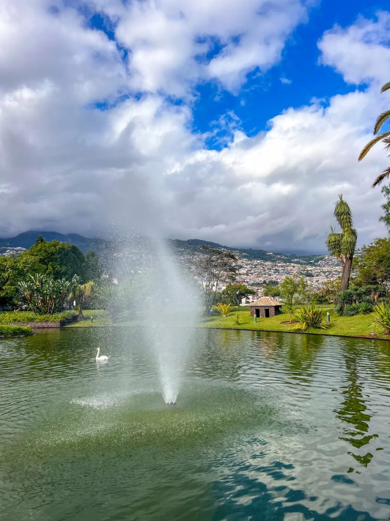 A swan in a pond with mountain views at Parque de Santa Catarina in Funchal on Madeira Island