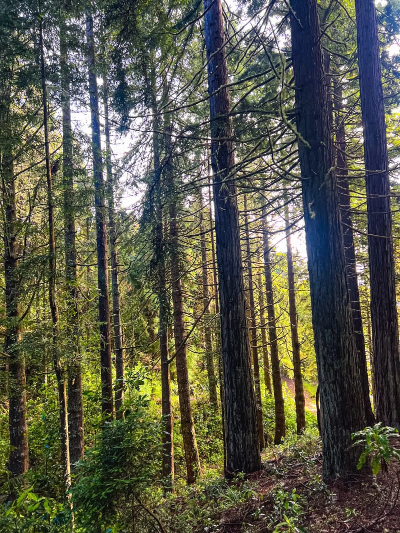 A beautiful green forest on PR9 Hike on Madeira Island