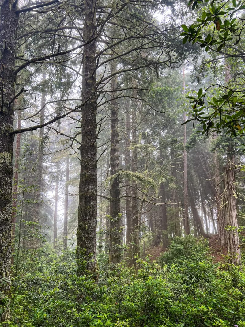A foggy, misty forest on PR9 Hike on Madeira Island