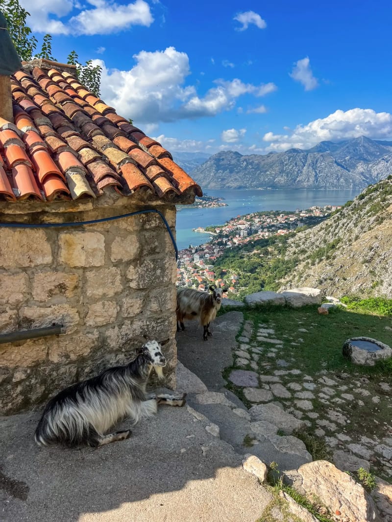 Mountain goats and view of the Kotor bay in Montenegro