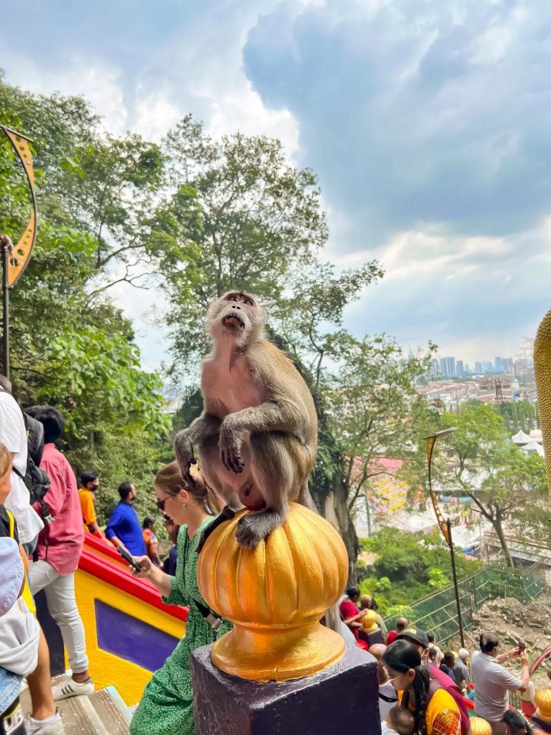 A monkey on the steps of the Batu Caves in Kuala Lumpur, Malaysia